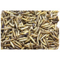 China exports animal feed dry larvae black soldier fly larvae breeding black soldier fly